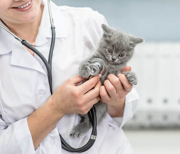 Kitten Vaccination At Ripponlea Vet Hospital